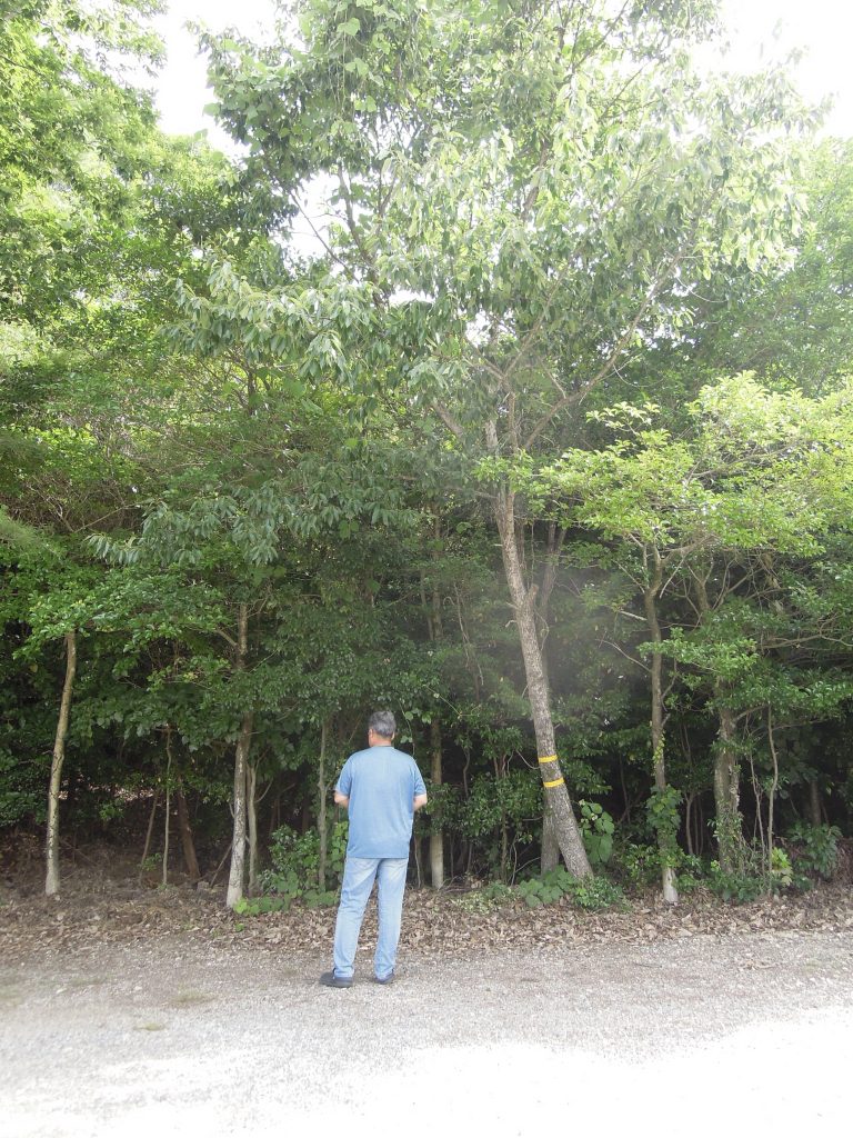 樹木伐採前　日進市